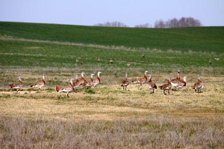 Avutardas en Villafáfila/ Juan Carlos Alonso