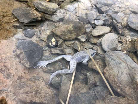 Ejemplar de rana pirenaica, Rana pyrenaica, muerta por la acción del virus en el Parque Nacional de Ordesa y Monte Perdido / Jaime Bosch