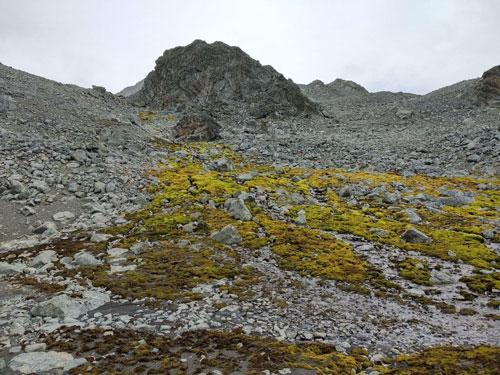 Cobertura de musgos en Antártica / Asunción de los Ríos