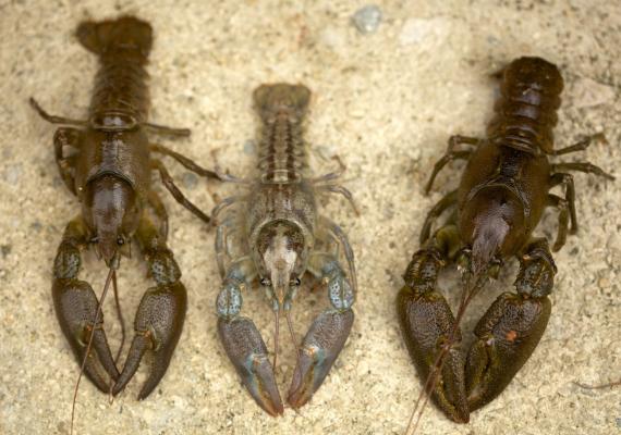Tres ejemplares de distintas poblaciones de cangrejo ibérico, Austropotamobius pallipes. /Javier Diéguez-Uribeondo / RJB-CSIC.