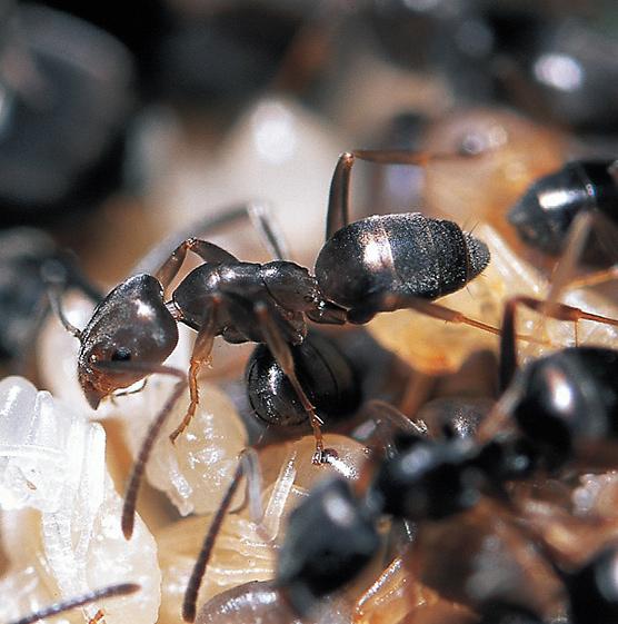 Ejemplares de hormigas de la especie Tapinoma ibericum, con las que se ha trabajado en esta investigación / Hugo Alejandro Álvarez. 