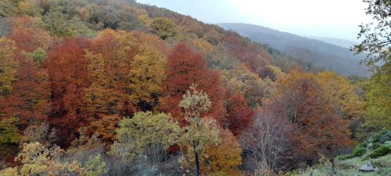 Bosque mixto de hayas y robles en la Sierra de Ayllón, Segovia