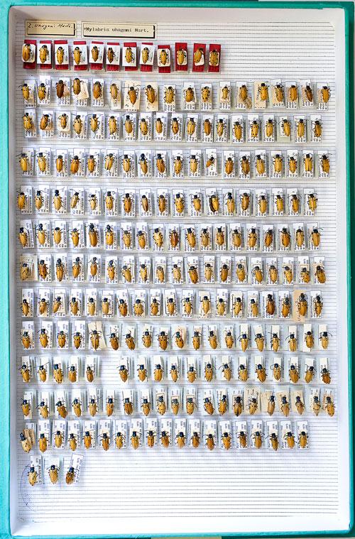 Caja entomológica de la colección del Museo Nacional de Ciencias Naturales (MNCN-CSIC) con ejemplares de la especie Miylabris uhagonii