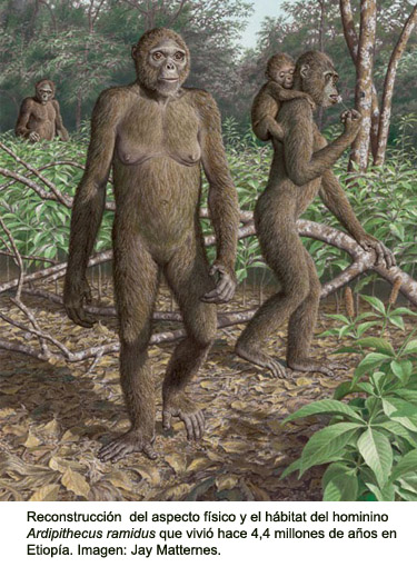 Los primeros homininos. Paleontología humana | Museo Nacional de Ciencias Naturales