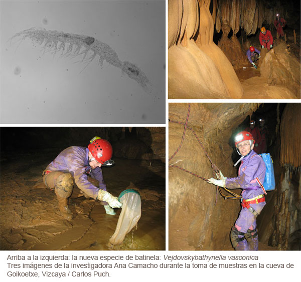 Arriba a la izquierda: la nueva especie de batinela: Vejdovskybathynella vasconica Tres imágenes de la investigadora Ana Camacho durante la toma de muestras en la cueva de Goikoetxe, Vizcaya / Carlos Puch.