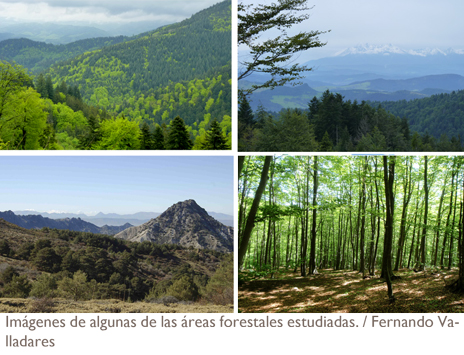 imágenes de bosques europeos