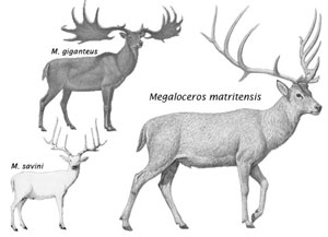 Ciervos gigantes del Pleistoceno