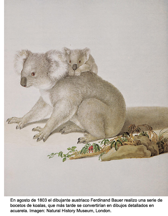 Koala Bauer
