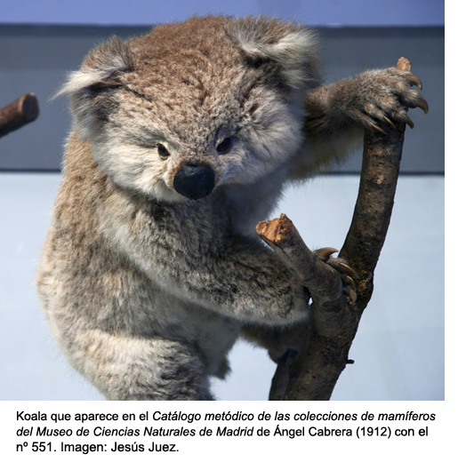 Koala 551