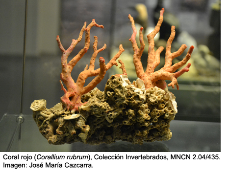 el fin réplica libro de texto Coral rojo: piedra, planta o animal | Museo Nacional de Ciencias Naturales