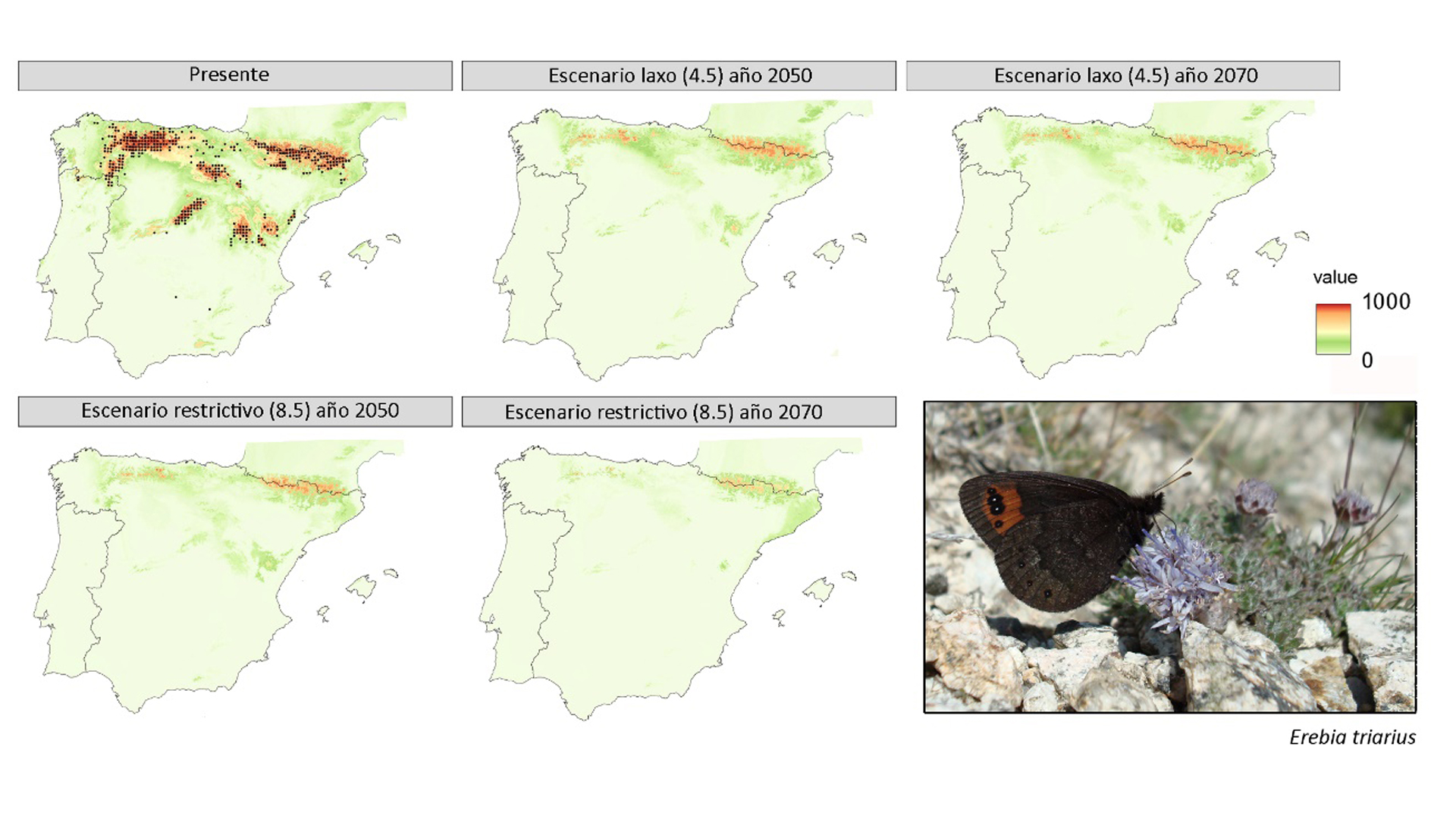 mapa de distribución