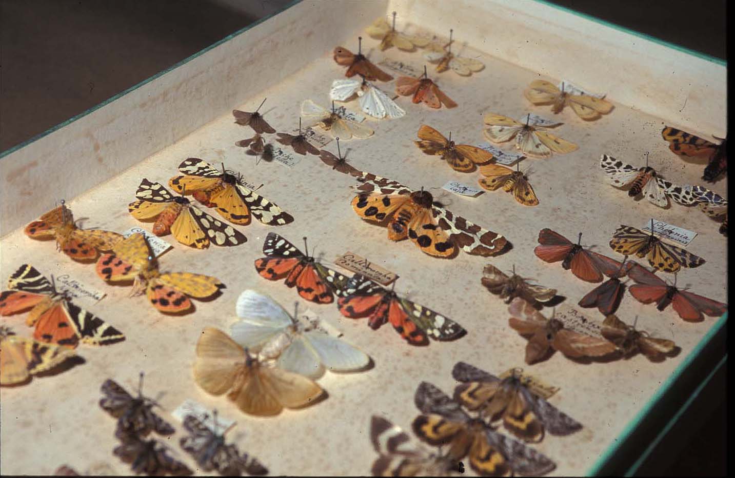 Insectos Mieg