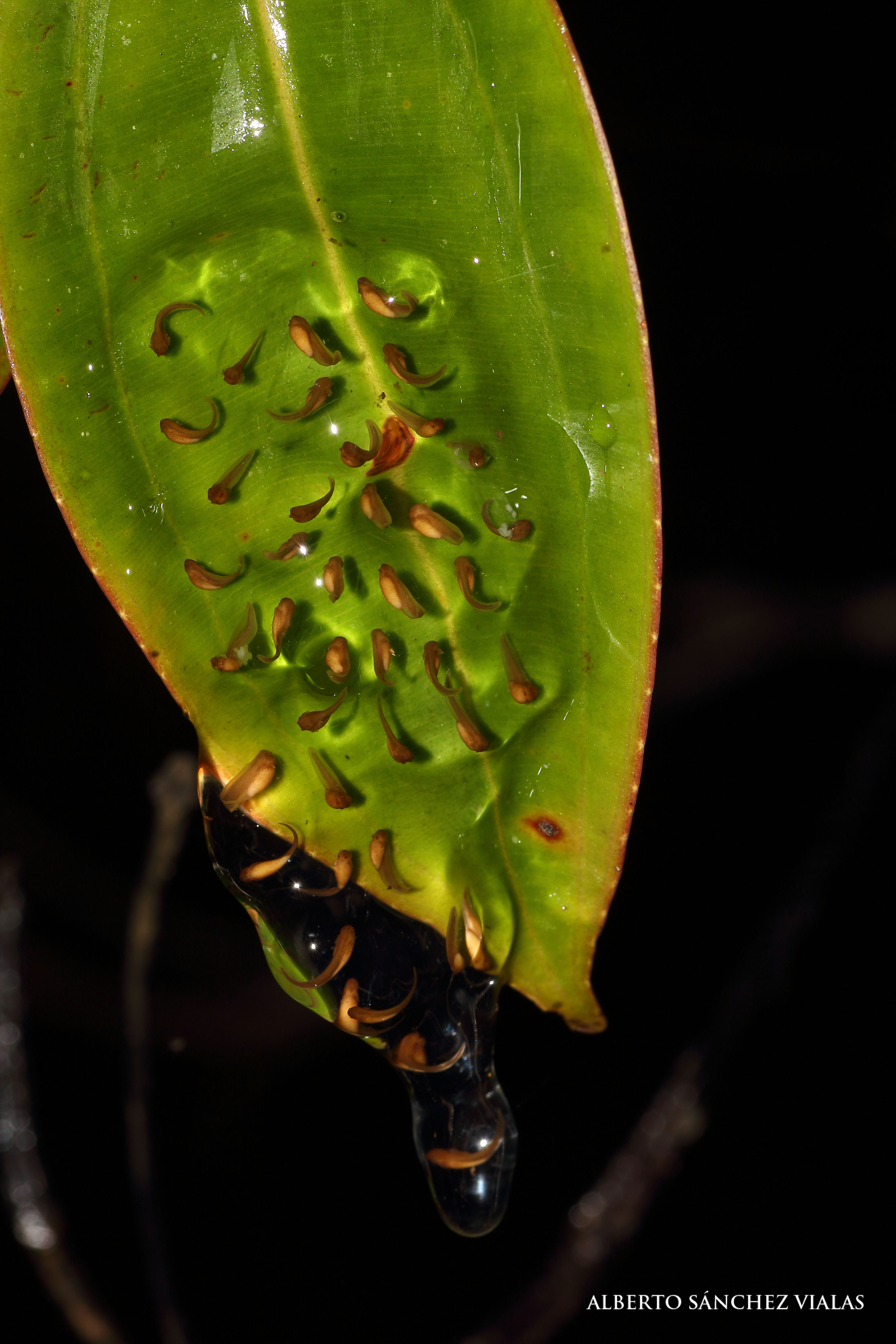 Larvas de rana del género Dendropsophus a punto de caer al agua