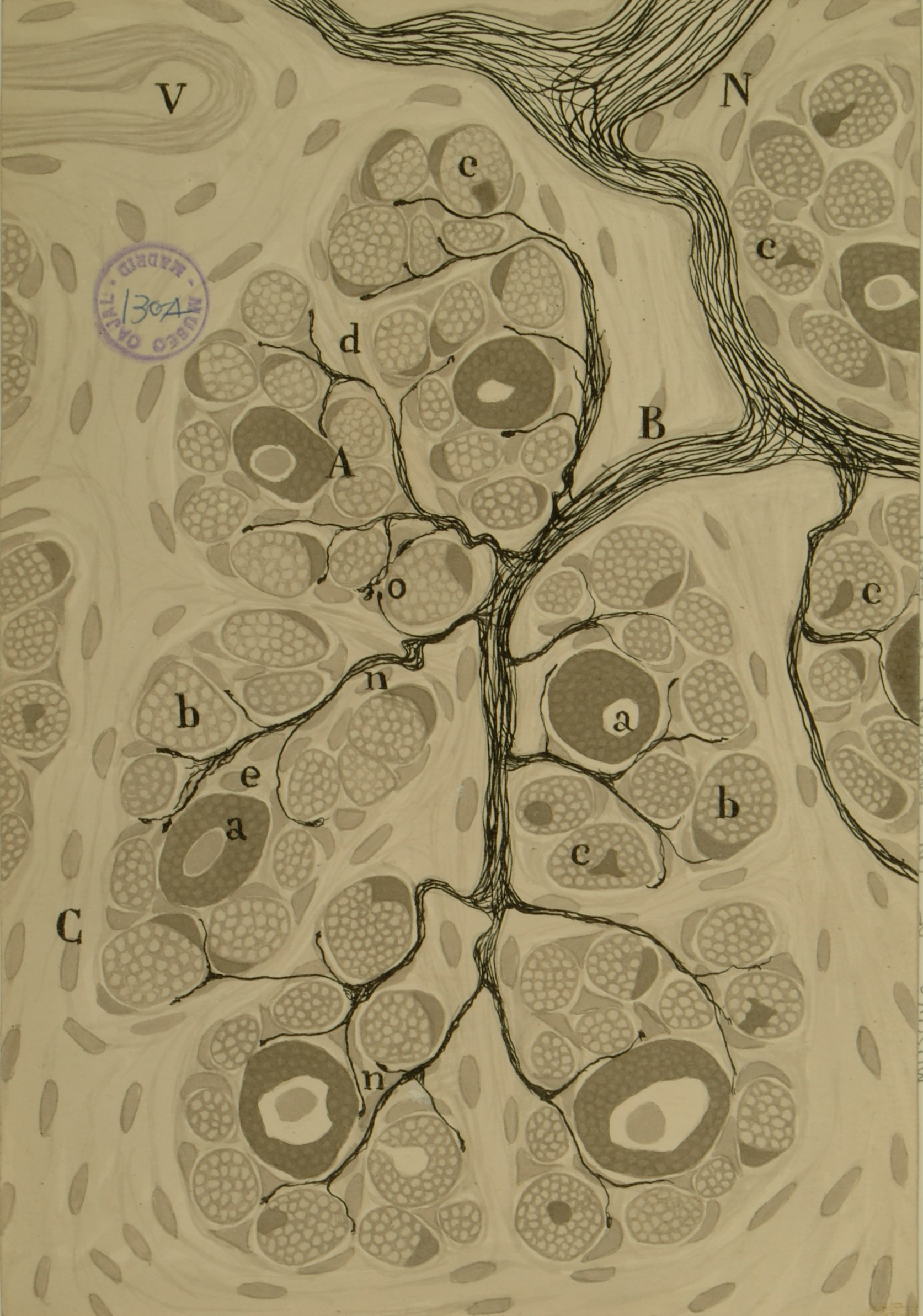 celulas