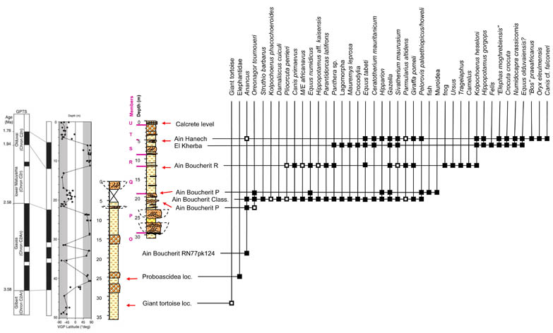 Ain Boucherit Ain Hanech - Biostratigraphy