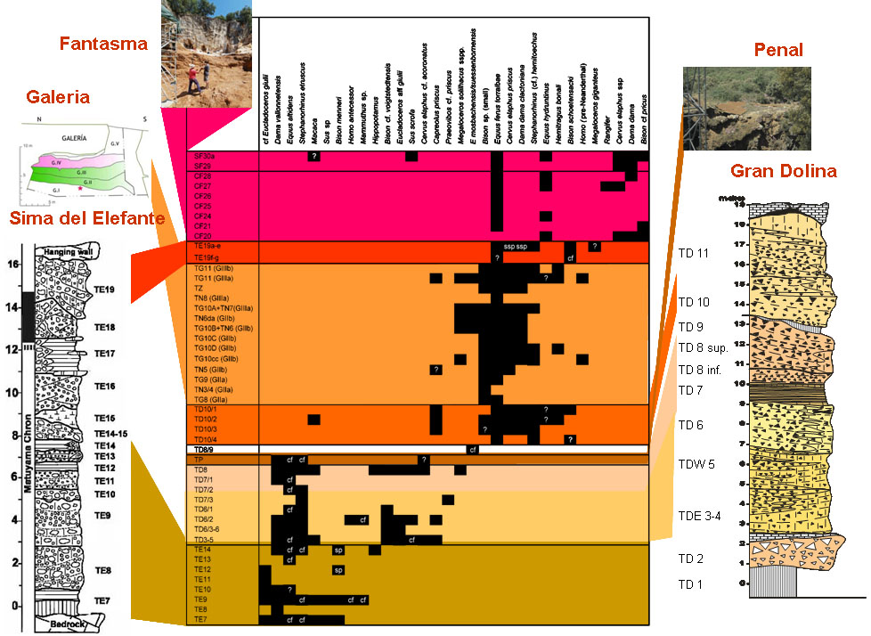 Atapuerca biostratigraphy 1