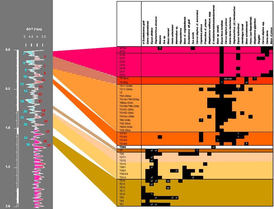 Atapuerca biostratigrafie 2