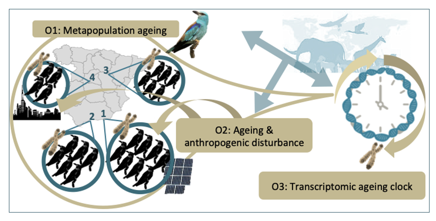 Figure 1. Graphical summary of the aims of the ENVISAGE project (brown boxes). Brown arrows point to populations 1 and 4, replicates under anthropogenic disturbances. The blue figure (top right corner) shows broader ENVISAGE implications for wildlife conservation. The SEO Birdlife Red Book (December 2021) status for the ER is ‘Endangered’. The ER in Spain is scattered between the northeast, east, central and south