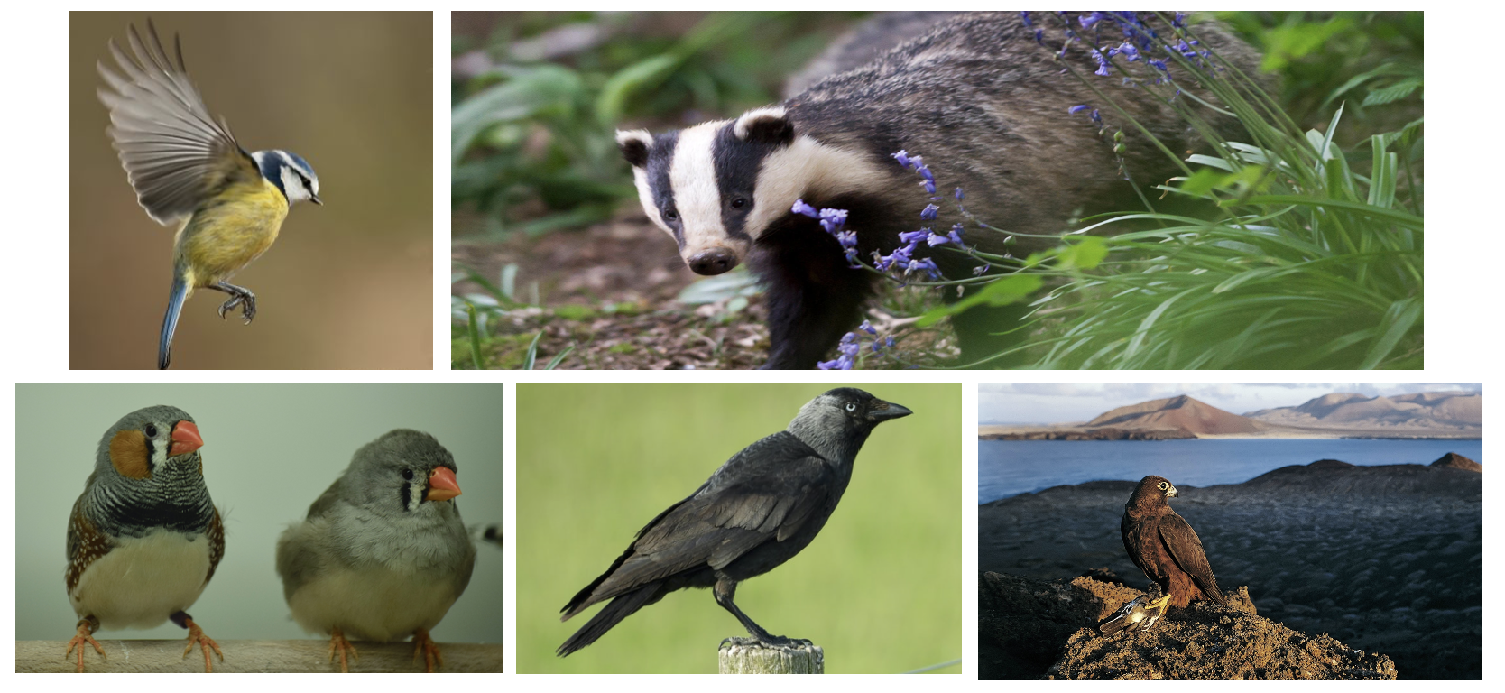 model species