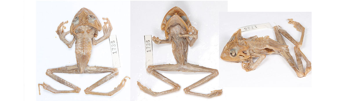 𝘊𝘦𝘳𝘢𝘵𝘩𝘺𝘭𝘢 𝘣𝘶𝘣𝘢𝘭𝘶𝘴