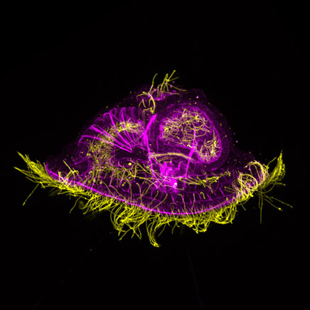 Imagen de una larva objeto de estudio / Chema Martin