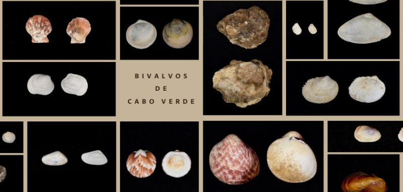 Bivalvos Cabo Verde