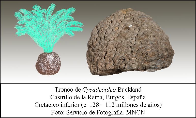 Cycadeoidea