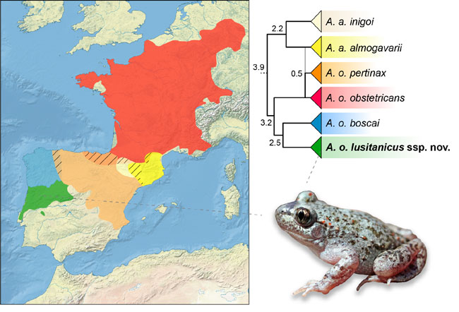 distribución de las subespecies de sapo partero