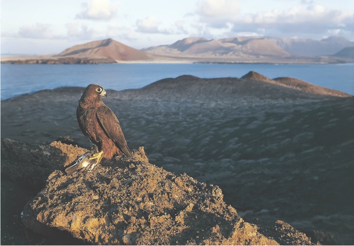 Eleonora's Falcon