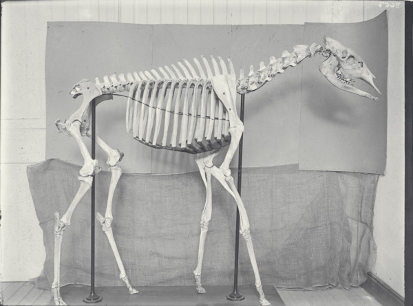 Okapi esqueleto