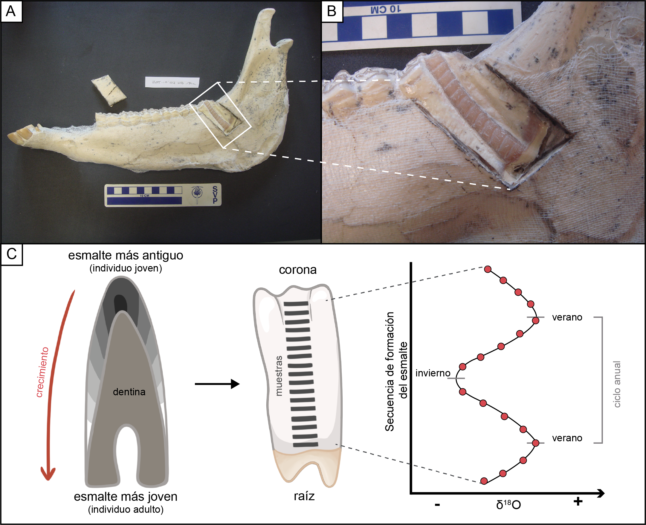 Mandíbula izquierda de una de las muestras de Batallones. A) Ventana abierta en la mandíbula para acceder al molar; B) vista detallada del molar que se muestreó para el estudio. C) De izquierda a derecha: patrón del proceso de mineralización del esmalte representado en una sección longitudinal de un diente (esmalte más antiguo en la parte superior de la corona dental, esmalte más joven en la parte inferior); protocolo de muestreo seriado del esmalte de la corona y variabilidad isotópica estacional registrada a lo largo de la corona durante el periodo de formación del esmalte. / Fotografías: Soledad Domingo. ilustraciones: Dánae Sanz Pérez.