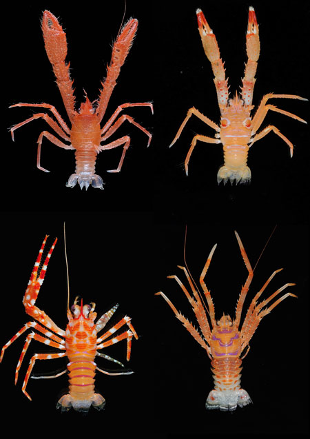 chinches de mar 1De izquierda a derecha y de arriba abajo: Leiogalathea pallas (Vanuatu), Munida ommata, Babamunida bellula y Agononida sabatesae (Papúa Nueva Guinea). Créditos imagen Muséum national d'Histoire naturelle (MNHN).