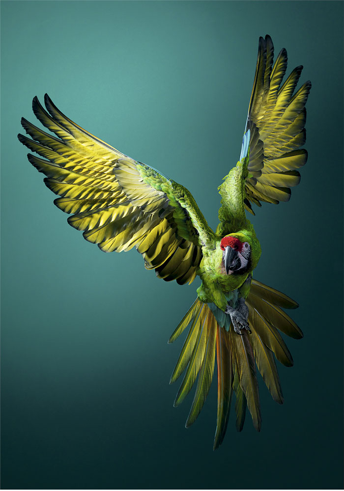 Guacamayo militar / Tim Flach