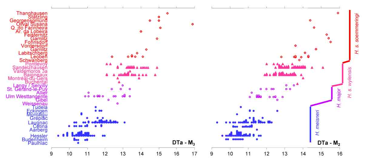 Hyohterium M23 size increase