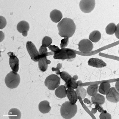 bacterias