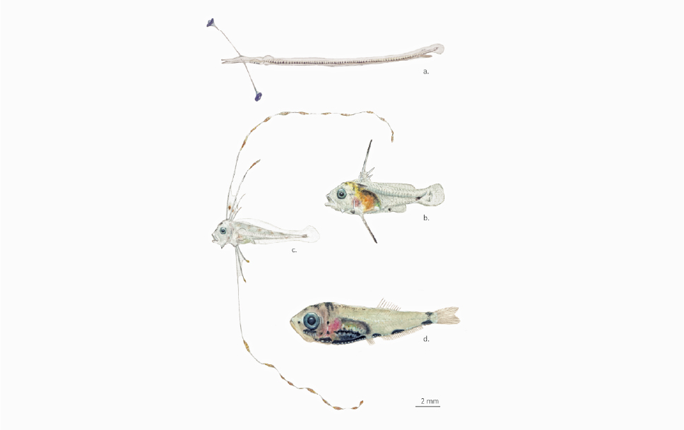 Adaptaciones morfológicas en larvas de peces