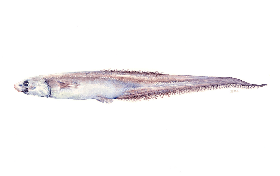 Notacanthus arrontei