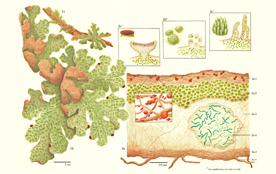 Lobaria pulmonaria: holobionte