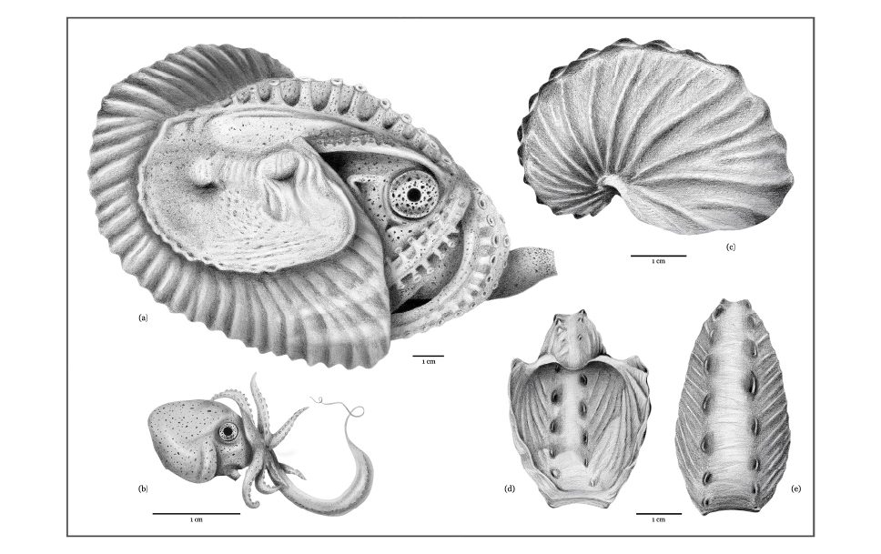 Argonauta hians