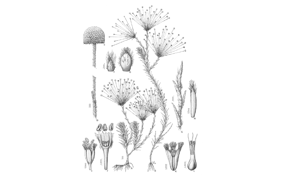 Actinocephalus bulbosus
