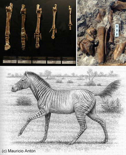 montaje de huesos e ilustración de un equino extinto / Manuel Salesa