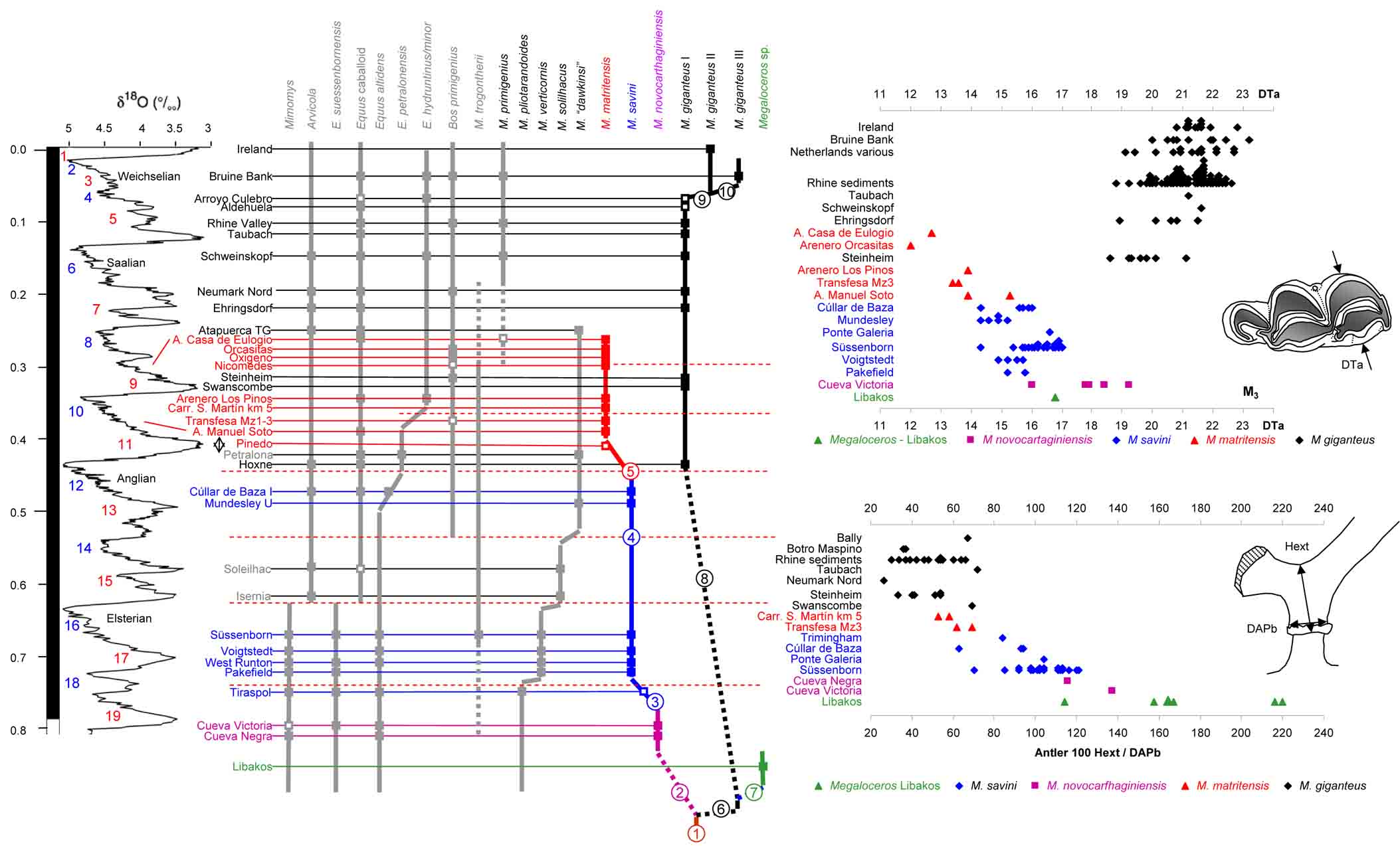 Meg matritensis range chart M3 antler