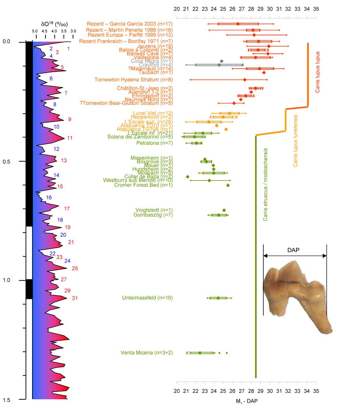 Evolution Canis