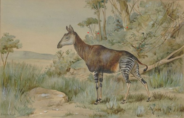 Okapi Cabrera archivo