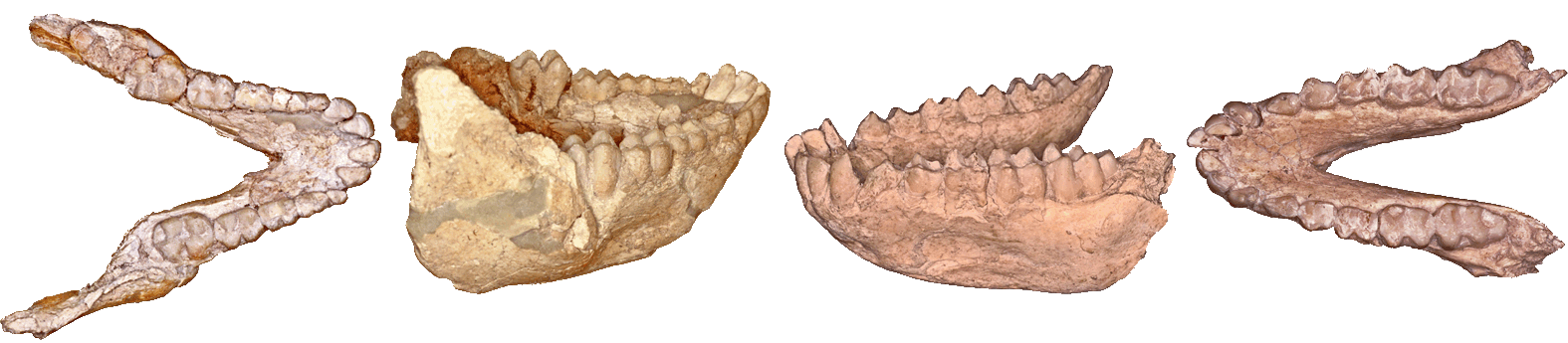 Paradolichopithecus Vathera