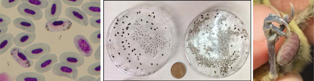 Algunas de las especies de parásitos investigadas en este estudio. De izquierda a derecha: Parásitos sanguíneos del género Haemoproteus; Placas con moscas negras y jejenes adheridos a un gel utilizadas para la captura de estos insectos en las cajas-nido y larva de mosca hematófaga del género Protocalliphora alimentándose en el dedo de la pata de un herrerillo. Las imágenes están a distinta escala. /Santiago Merino.