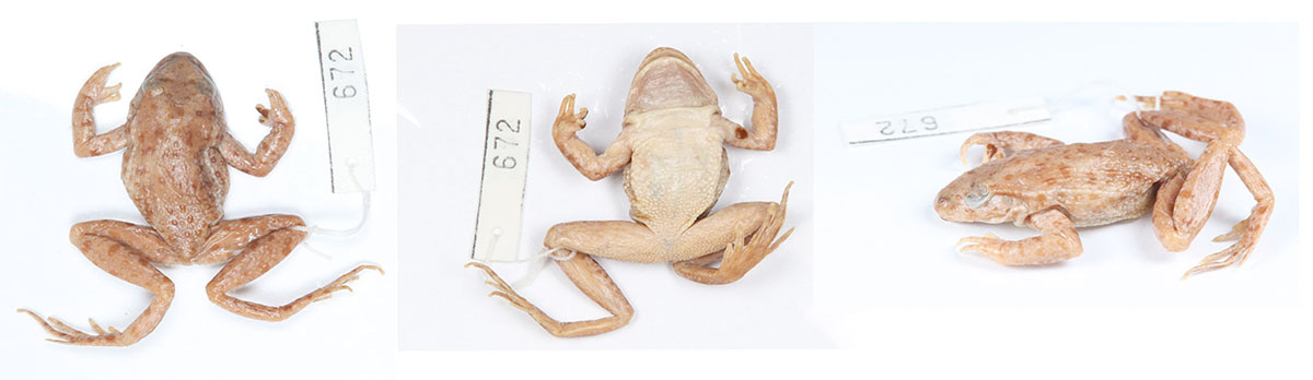 𝘗𝘦𝘭𝘰𝘥𝘺𝘵𝘦𝘴 𝘩𝘦𝘴𝘱𝘦𝘳𝘪𝘤𝘶𝘴