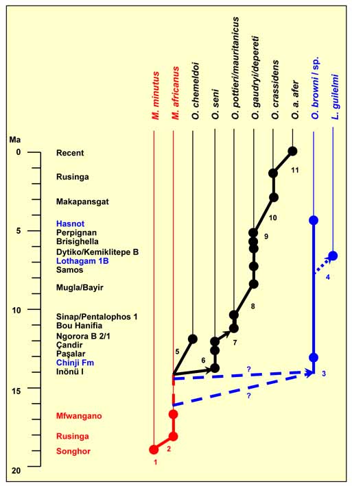 Phylogeny Tubulidentata