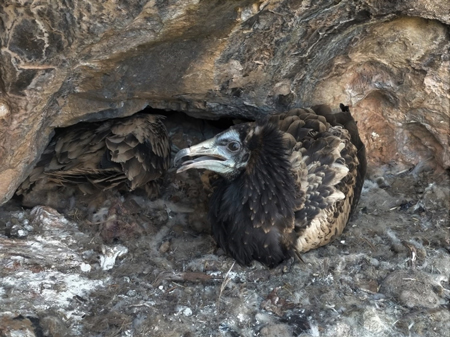 Arriba, un ejemplar adulto de alimoche, "Neophron percnopterus". / Jorge de la Cruz. Abajo un pollo de la misma especie que cambiará su plumaje cuando se convierta en adulto. / Guillermo Blanco