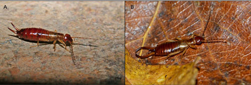 ejemplares vivos de European Forficula